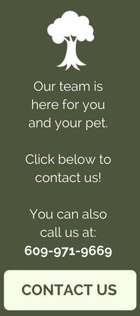 custom veterinary website