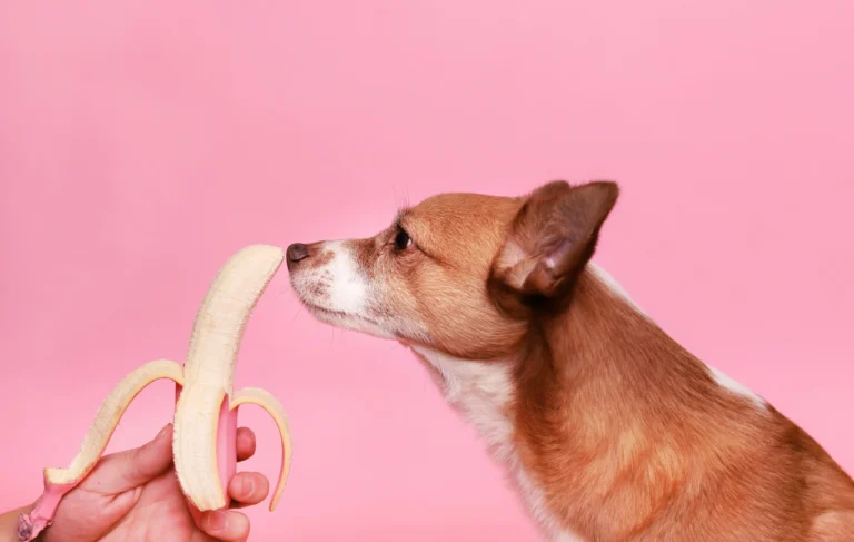 A brown and white dog sniffing a peeled banana held by a person's hand against a pink background.