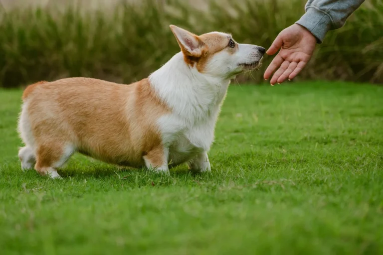 A tan and white Corgi sniffing a person's outstretched hand in a bright green field.