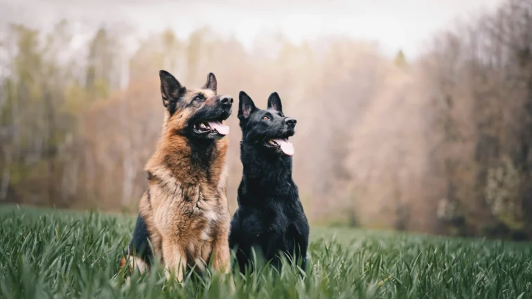 Two German Shepherds, one black and tan and one all black, sitting side-by-side in a field of tall grass.