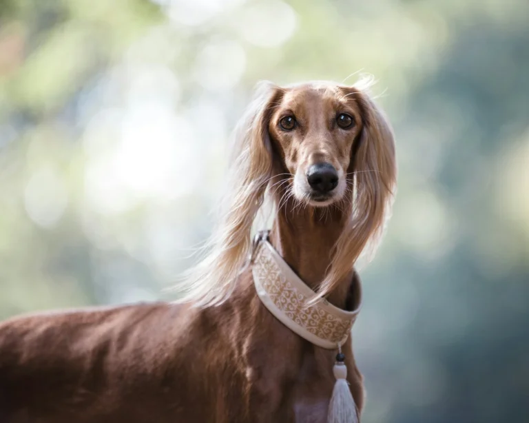 A long-haired Saluki dog with a decorative white collar against a blurred background.