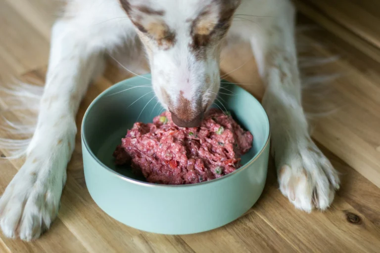 A dog with white and brown paws eating a mound of raw, meaty food from a mint green bowl.