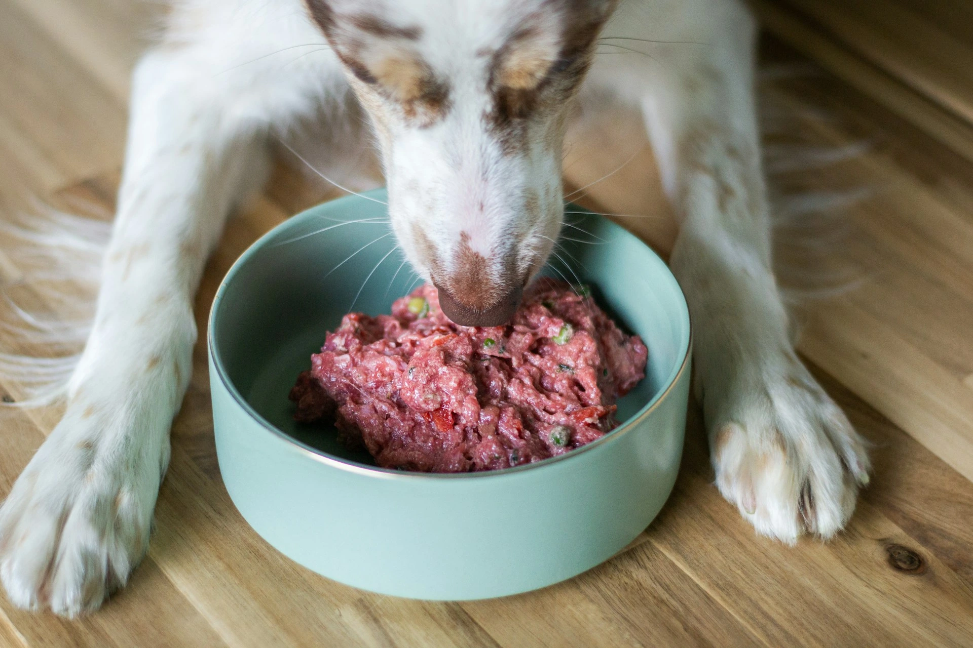A dog with white and brown paws eating a mound of raw, meaty food from a mint green bowl.