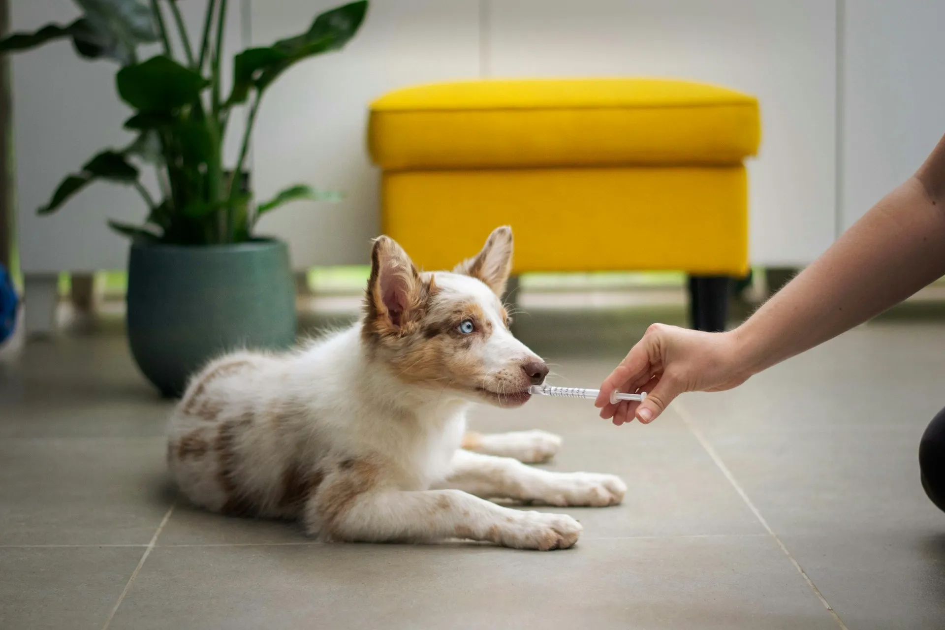 A white and brown merle puppy with blue eyes receiving medicine from a syringe held by a person.