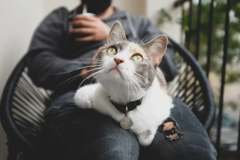 A calico cat with a collar and name tag is sitting on a person's lap.