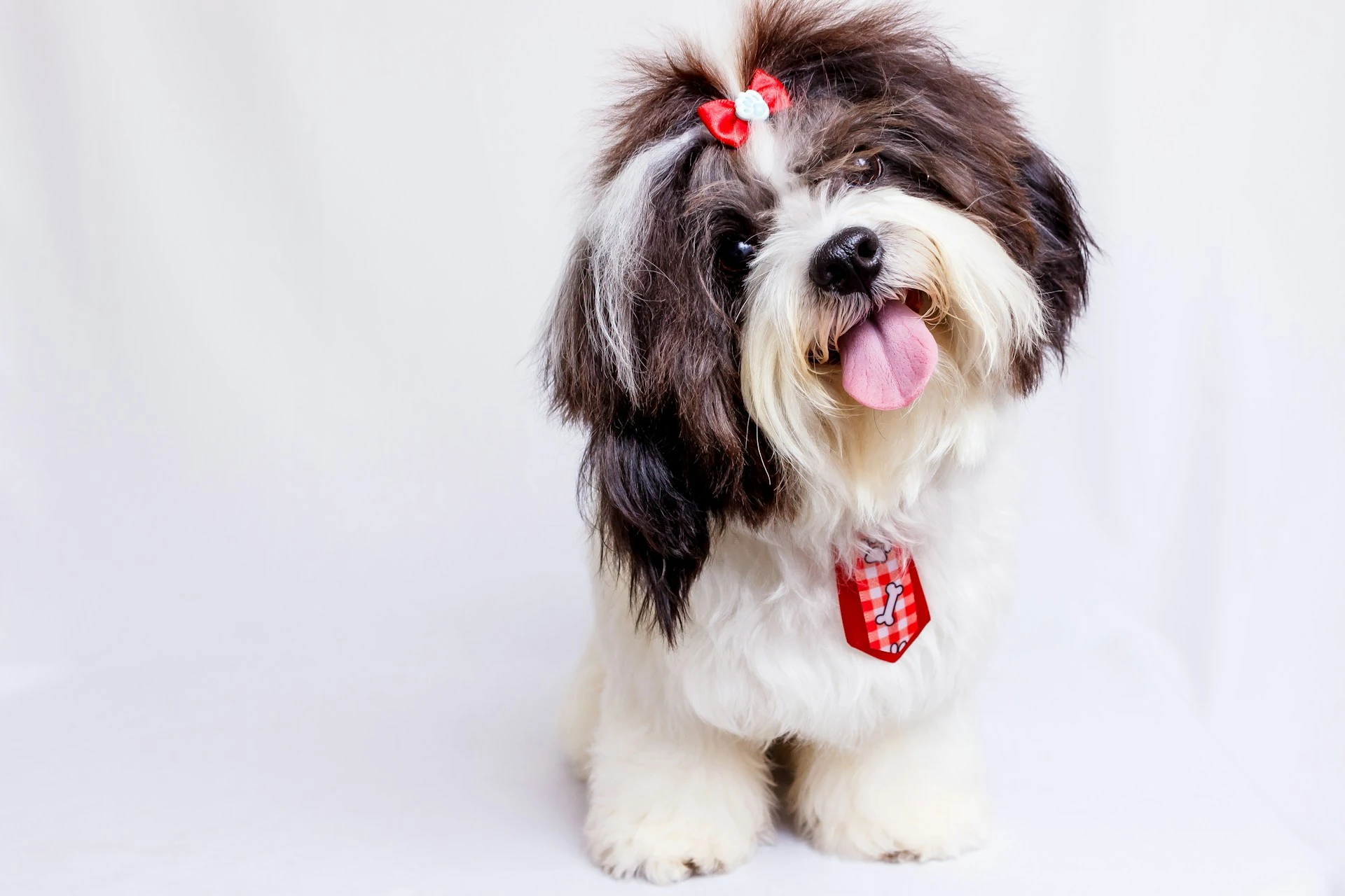 A fluffy white and dark brown dog with a red bow and a checkered red tie, sitting on a white background.
