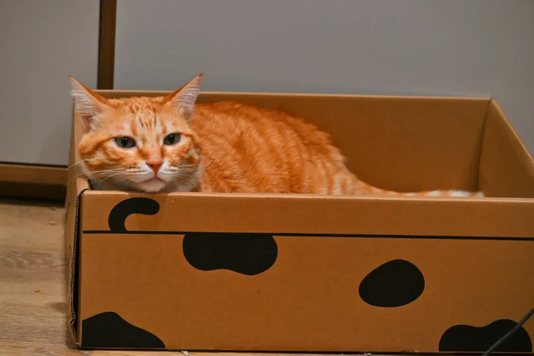 An orange tabby cat resting inside a brown cardboard box with black spotted decoration.