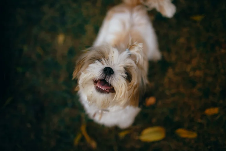 A fluffy white and tan Shih Tzu dog looking up against a dark background.