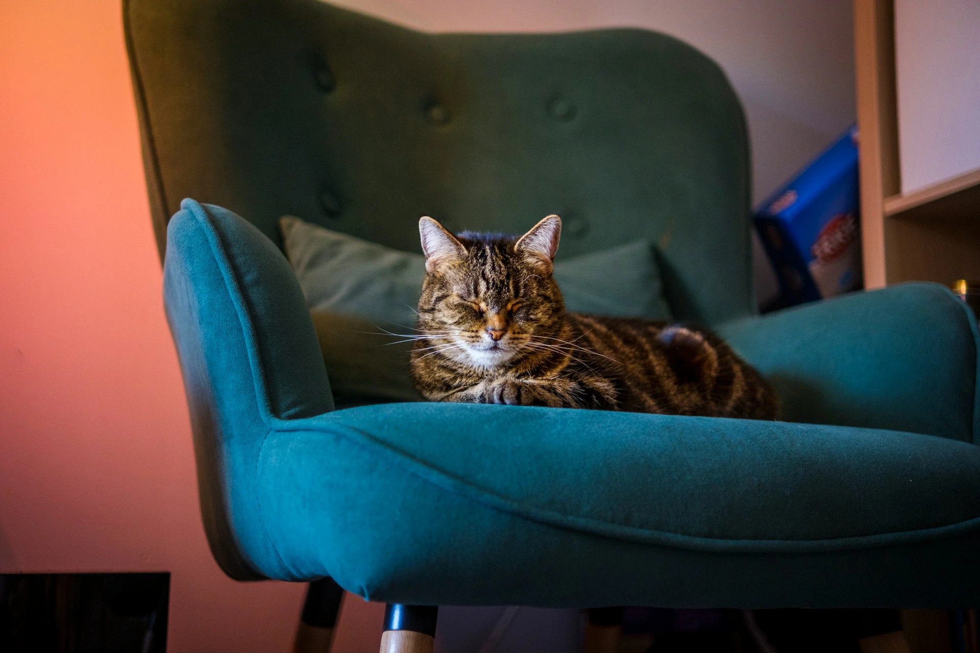 A tabby cat sleeping comfortably on a teal accent chair.