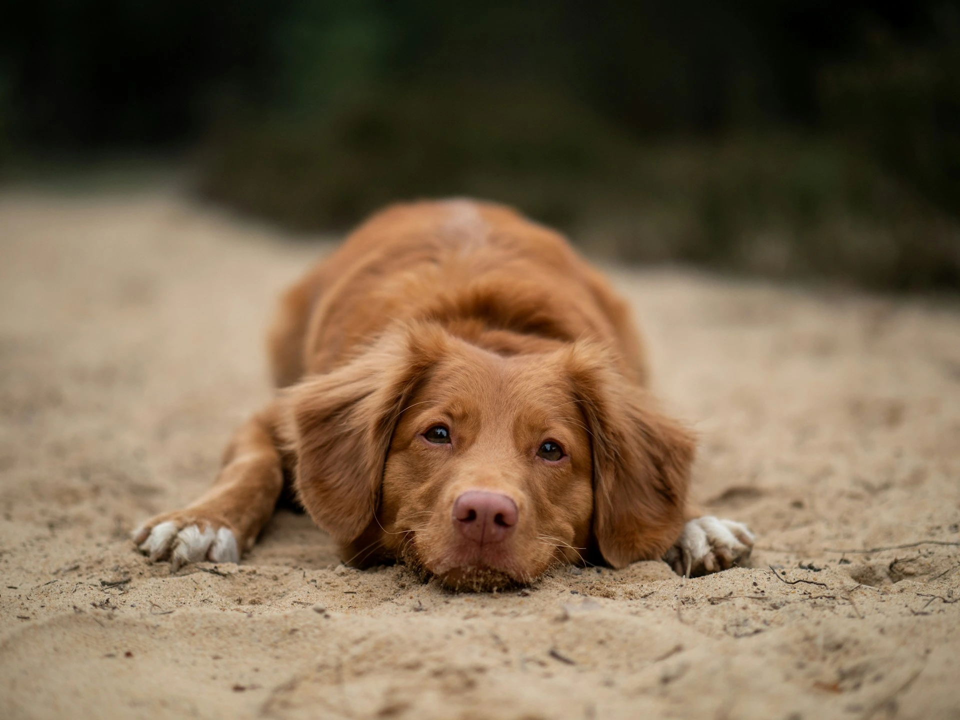 A puppy lying down on sand.