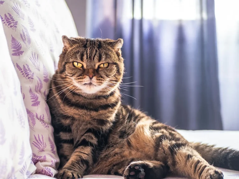A grumpy-looking brown tabby cat with bright yellow eyes sitting on a bed next to a patterned pillow.