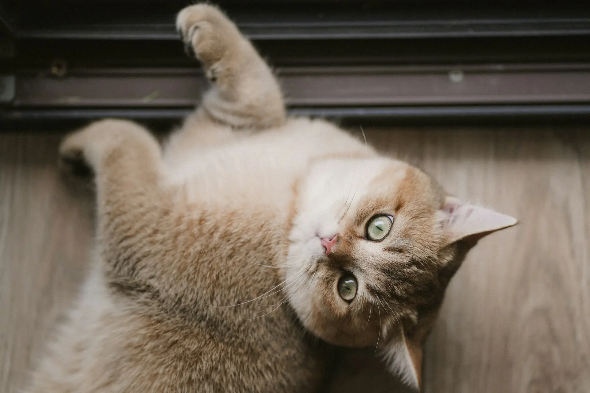 A light brown cat with green eyes lying on its back on a wood floor, looking at the camera.