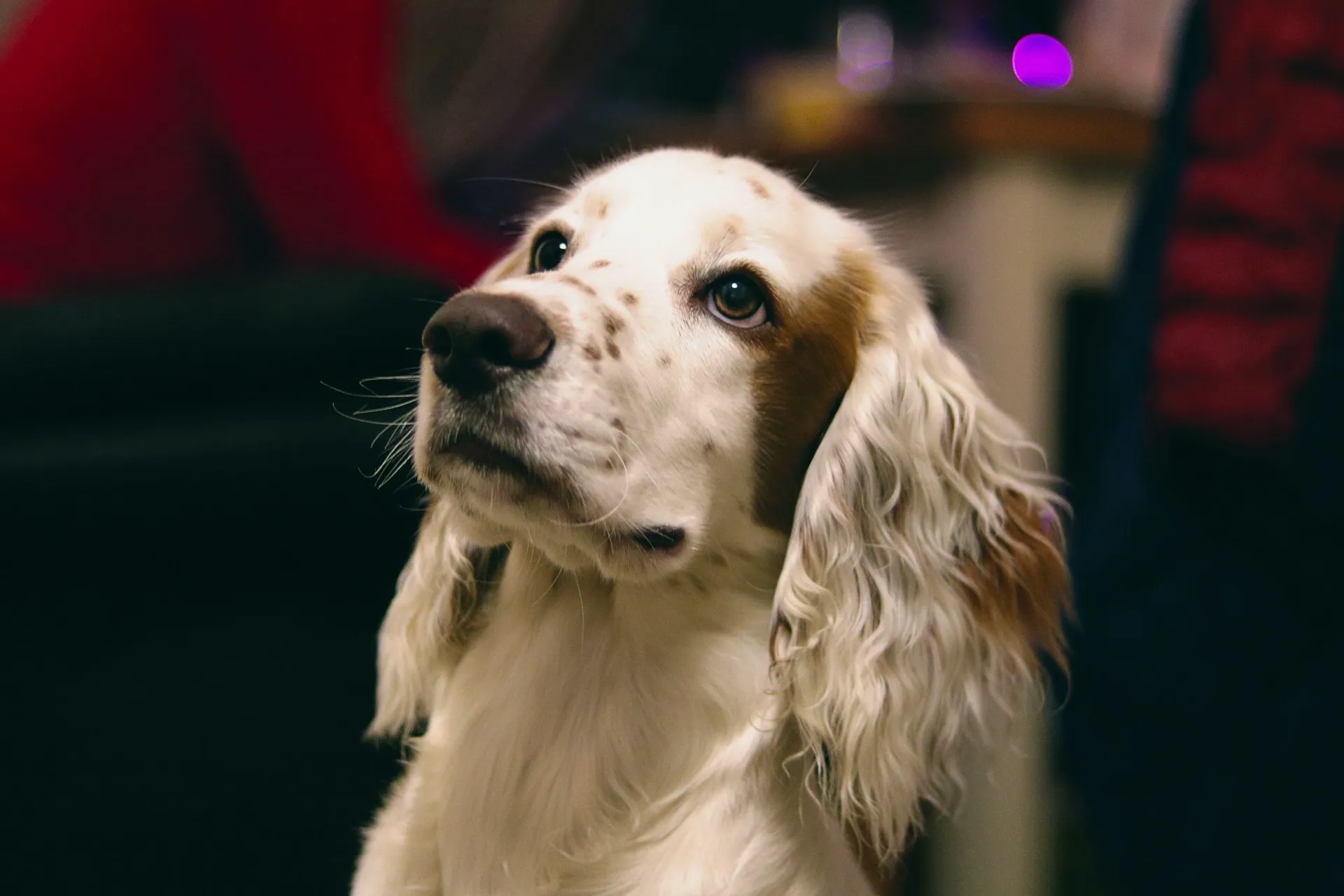A close-up photo of white and brown spotted Cocker Spaniel.