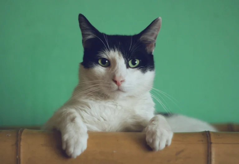 A black and white cat with green eyes resting its front paws on a bamboo railing against a green wall.