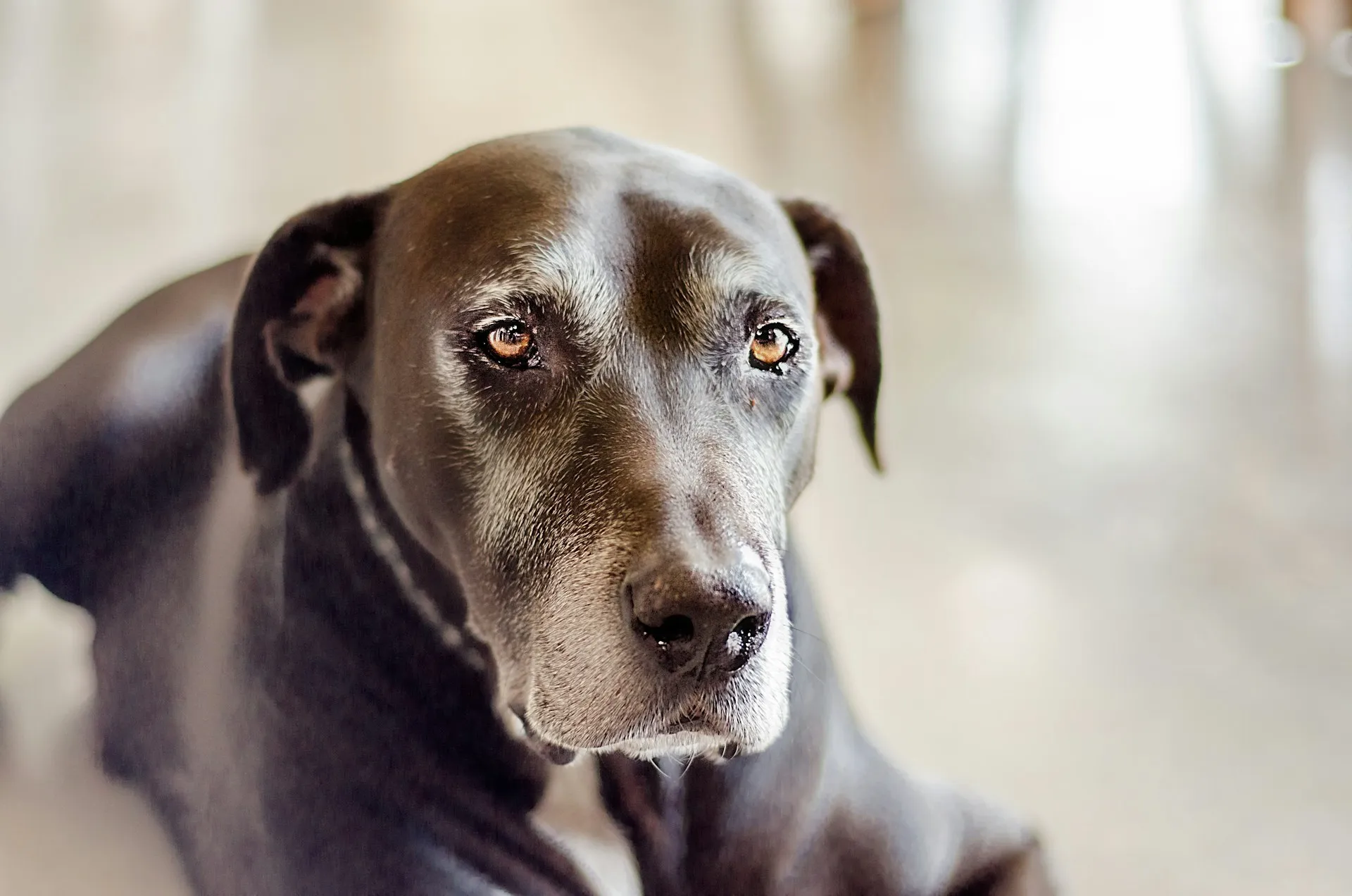 A close-up of a senior black dog with a grey muzzle and brown eyes.