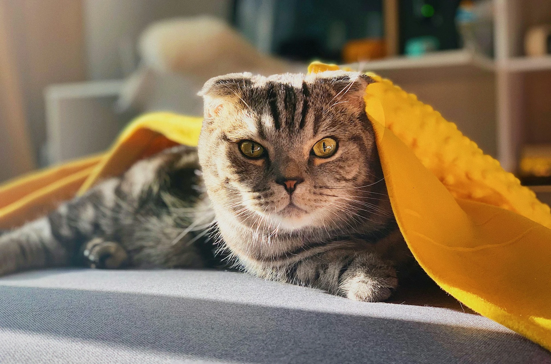 A Scottish Fold cat with tabby stripes lying under a yellow blanket in a sunlit room.