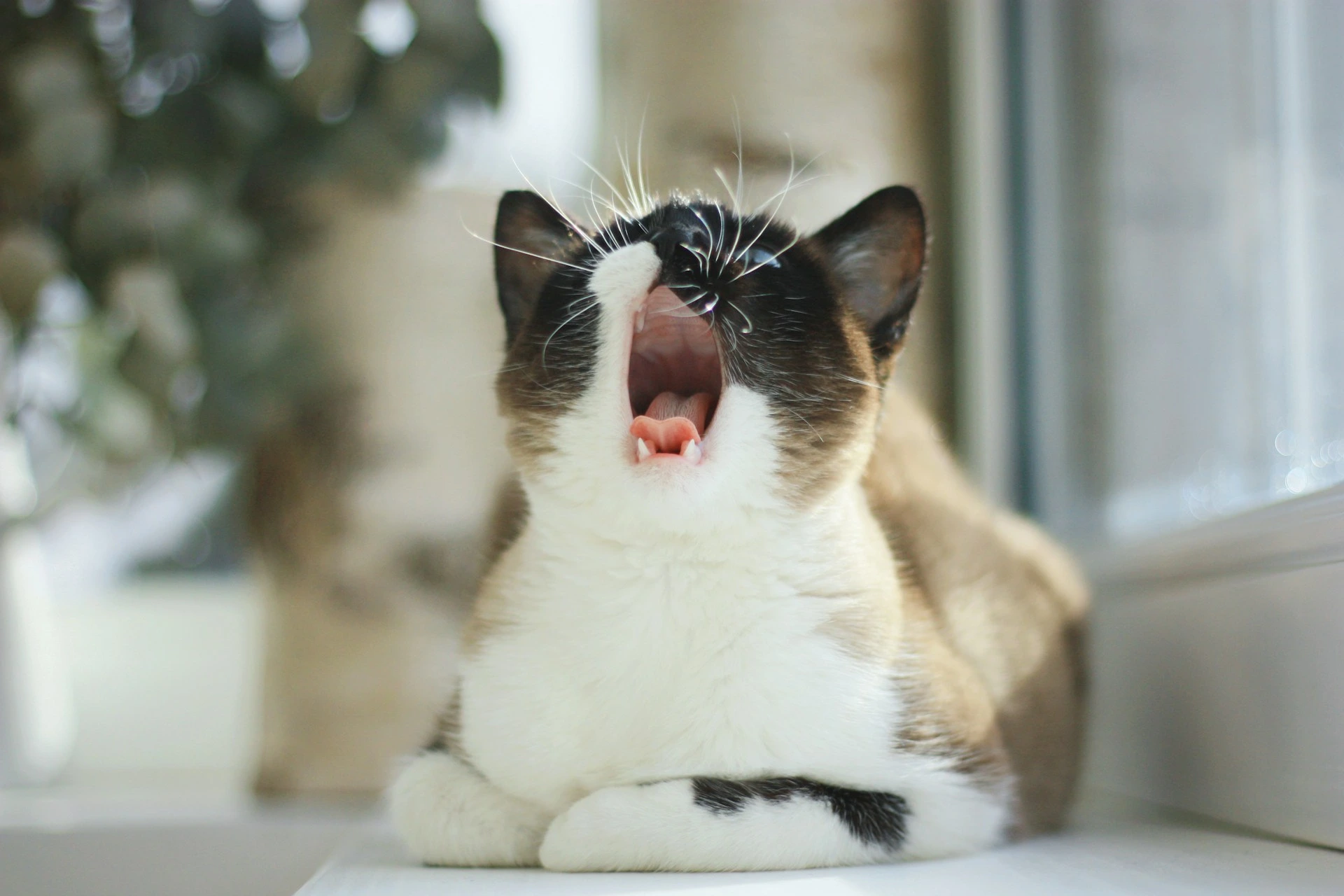 A seal point cat with white markings yawning wide, sitting on a sunlit windowsill.