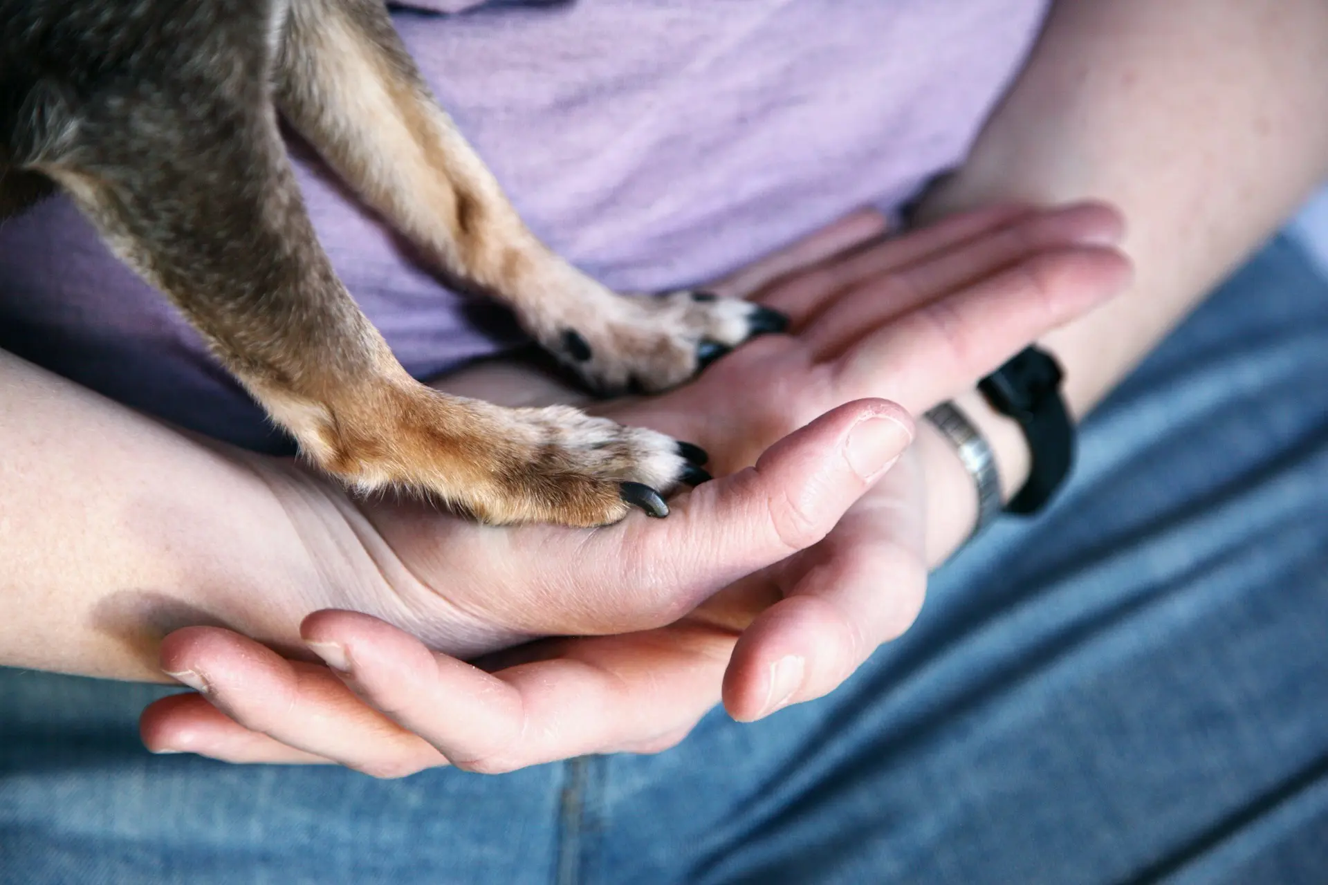 A close-up of a small dog's paws resting in a person's cupped hands.