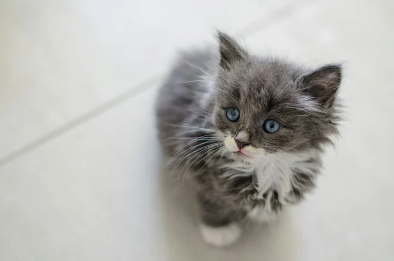A fluffy grey and white kitten sitting on a light-colored floor.