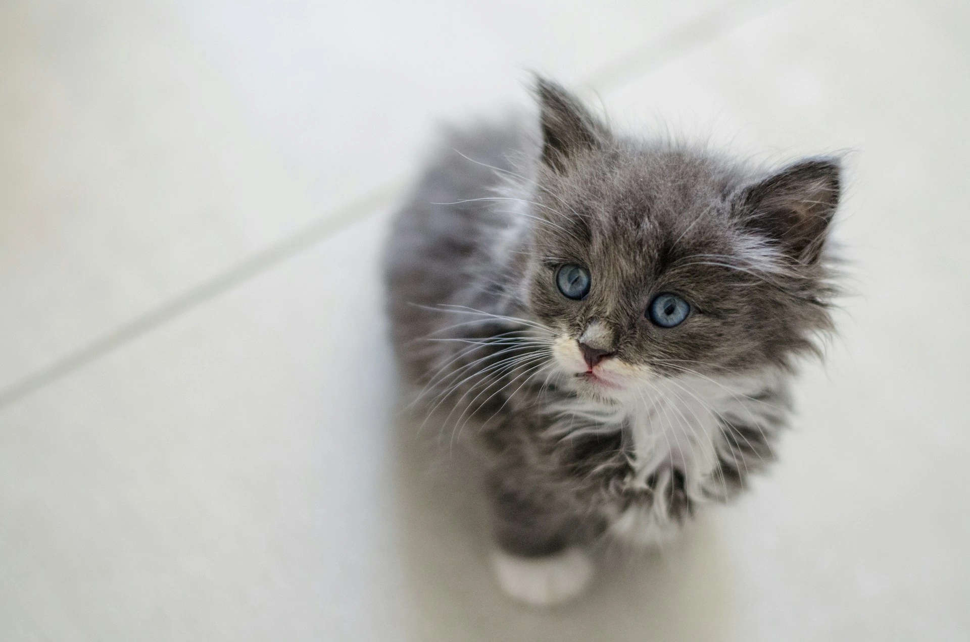 A fluffy grey and white kitten sitting on a light-colored floor.