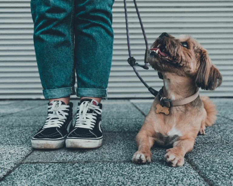 A small brown dog on a leash lying next to a person's legs and sneakers on a paved surface.
