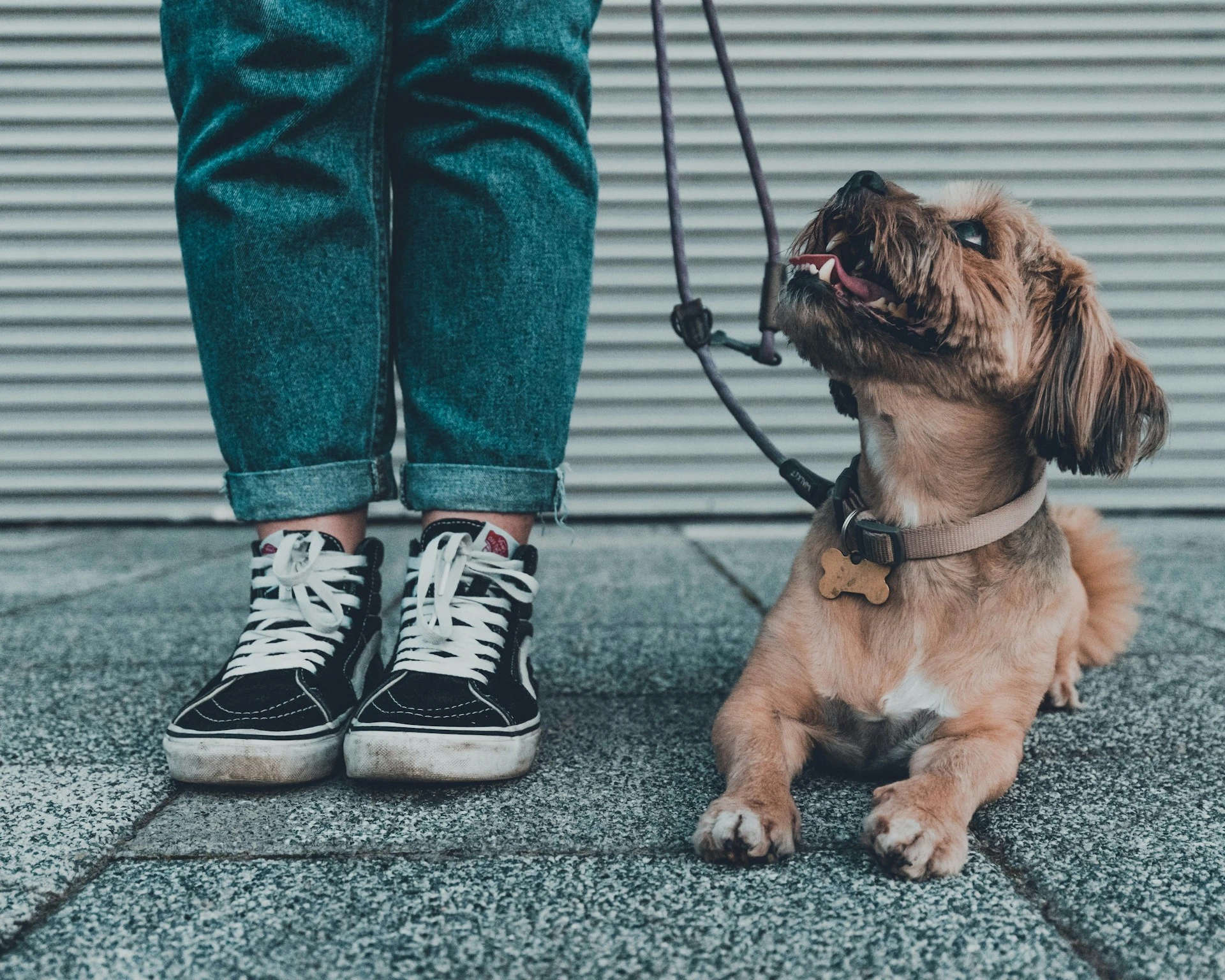 A small brown dog on a leash lying next to a person's legs and sneakers on a paved surface.